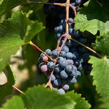 La Romantica 호텔 믈라다볼레슬라프